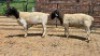 2X DORPER RAM Nabba Bdy (Per animal to take the lot)