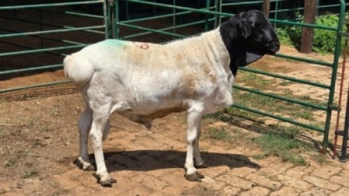 1X PERSIE RAM Nabba Bdy