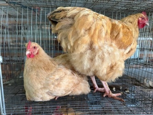 2X CHICKEN ROOSTER & HEN Bashewa Dorpers (Per animal to take the lot)