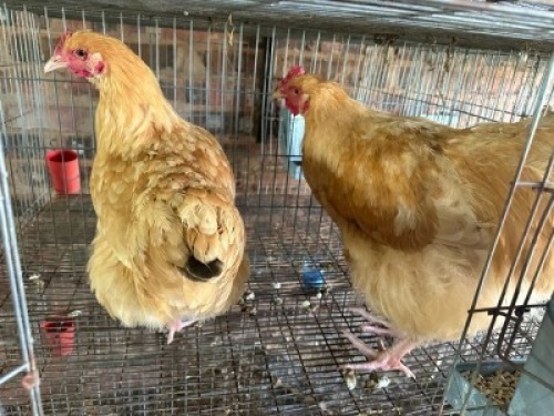 2X CHICKEN ROOSTER & HEN Bashewa Dorpers (Per animal to take the lot)