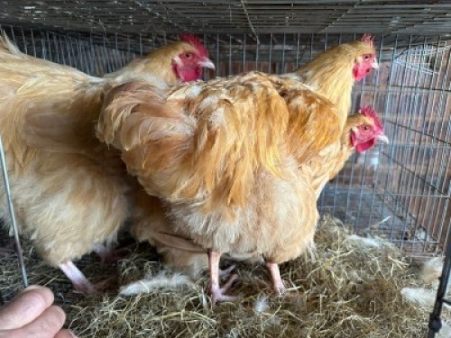 3X CHICKEN ROOSTERS Bashewa Dorpers (Per animal to take the lot)