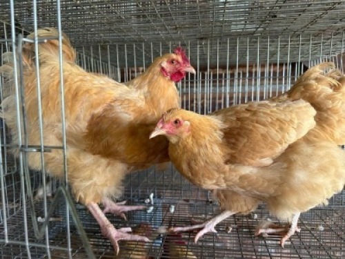 2X CHICKEN ROOSTER & HEN Bashewa Dorpers (Per animal to take the lot)