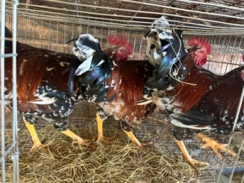 4X CHICKEN ROOSTERS Hannes van Staden (Per animal to take the lot)