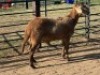 1X MEATMASTER RAM Hannes van Staden