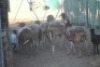 LOT 10 5 + 5 X MEATMASTER OOI MET LAM (PER STUK OM LOT TE NEEM) - 6