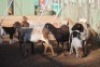 LOT 11 5 + 5 X MEATMASTER OOI MET LAM (PER STUK OM LOT TE NEEM) - 9