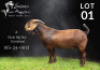 1X KALAHARI RED STUD BUCK Salmon van Huyssteen Boer Goat Stud
