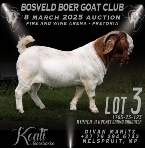 1X BOER GOAT FLOCK BUCK Koati Boer Goat Stud
