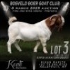 1X BOER GOAT FLOCK BUCK Koati Boer Goat Stud