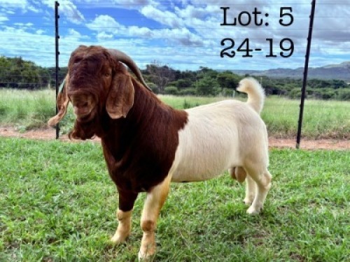 1X BOER GOAT FLOCK BUCK Wimi Sada Boerbok Stoet