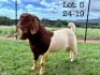 1X BOER GOAT FLOCK BUCK Wimi Sada Boerbok Stoet