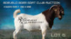 1X BOER GOAT FLOCK BUCK Welgelee boerbok stoet