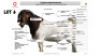 1X BOER GOAT FLOCK BUCK Welgelee boerbok stoet - 2