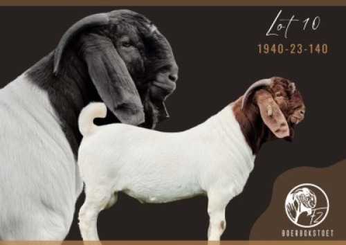 1X BOER GOAT FLOCK BUCK F2 Boerbokstoet