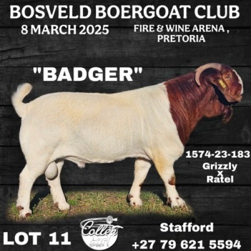 1X BOER GOAT FLOCK BUCK Collen Boerdery