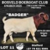 1X BOER GOAT FLOCK BUCK Collen Boerdery