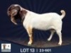 1X BOER GOAT STUD BUCK Arbeidsaamheid