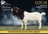 1X BOER GOAT STUD BUCK Alvin Steenkamp Boer Goat stud