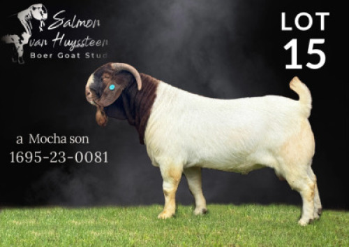 1X BOER GOAT STUD BUCK Salmon van Huyssteen Boer Goat Stud