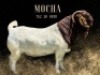 1X BOER GOAT STUD BUCK Salmon van Huyssteen Boer Goat Stud - 3