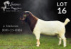 1X BOER GOAT FLOCK BUCK Salmon van Huyssteen Boer Goat Stud