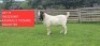 WITHDRAWN - 1X BOER GOAT BUCK Shongololo Boerbok Stoet 1563