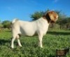 1X BOER GOAT FLOCK BUCK Ruan Mans Boer Goat Stud - 2