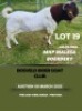 WITHDRAWN - 1X BOER GOAT BUCK MHP Malesa boergoat