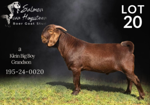 1X KALAHARI RED FLOCK BUCK Salmon van Huyssteen Boer Goat Stud