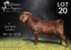 1X KALAHARI RED FLOCK BUCK Salmon van Huyssteen Boer Goat Stud