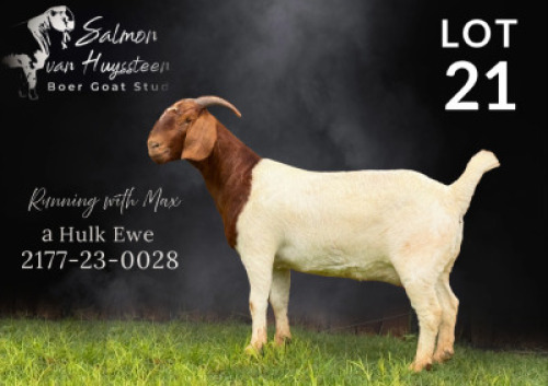1X BOER GOAT PREGNANT FLOCK DOE Salmon van Huyssteen Boer Goat Stud