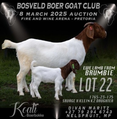 1X BOER GOAT FLOCK DOE Koati Boer Goat Stud