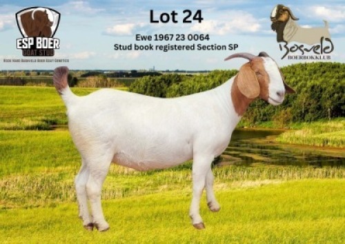 1X BOER GOAT PREGNANT FLOCK DOE ESP Boer Goat Stud