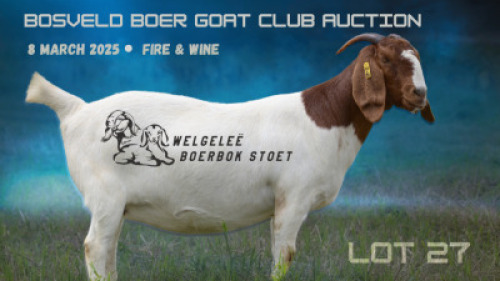 WITHDRAWN - 1X BOER GOAT DOE Welgelee boerbok stoet