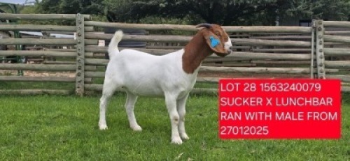 1X BOER GOAT PREGNANT FLOCK DOE Shongololo Boerbok Stoet 1563