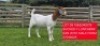 1X BOER GOAT PREGNANT FLOCK DOE Shongololo Boerbok Stoet 1563