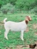 1X BOER GOAT FLOCK DOE Ruan Mans Boer Goat Stud