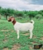 1X BOER GOAT FLOCK DOE Ruan Mans Boer Goat Stud - 2