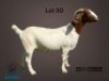 1X BOER GOAT FLOCK DOE Ronwil Boerbokstoet