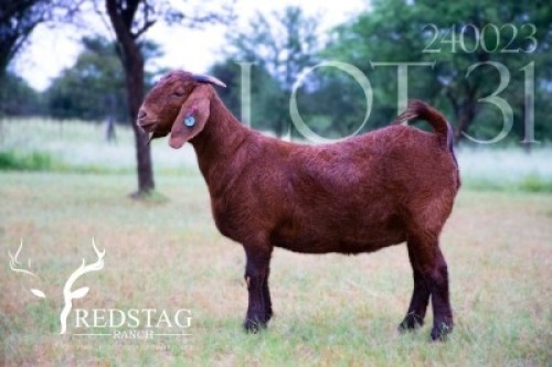 1X KALAHARI RED PREGNANT FLOCK DOE Redstag Ranch