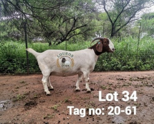 1X BOER GOAT PREGNANT STUD DOE Louron Boerbokstoet