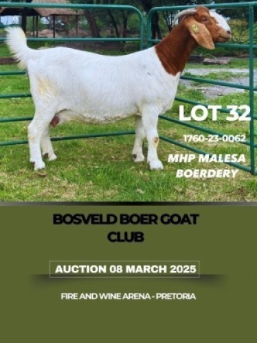 1X BOER GOAT PREGNANT FLOCK DOE MHP Malesa boergoat