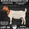 WITHDRAWN - 1X BOER GOAT DOE Collen Boerdery
