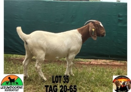 WITHDRAWN - 1X BOER GOAT DOE Leeuwdoorns Boerbokstoet