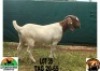 WITHDRAWN - 1X BOER GOAT DOE Leeuwdoorns Boerbokstoet