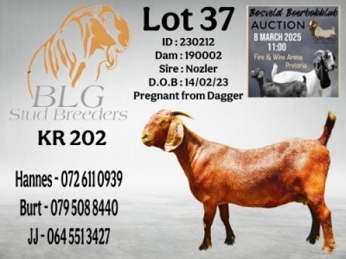 1X KALAHARI RED DOE BLG Stud Breeders