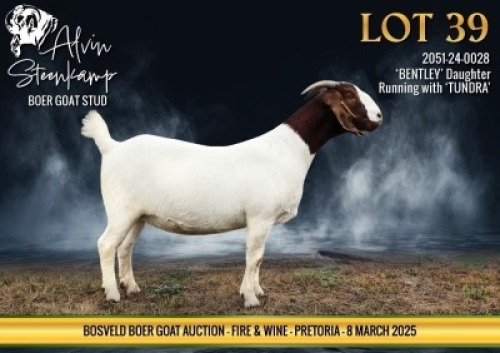 1X BOER GOAT STUD DOE Alvin Steenkamp Boer Goat stud