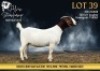 1X BOER GOAT STUD DOE Alvin Steenkamp Boer Goat stud