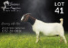 1X BOER GOAT PREGNANT FLOCK DOE Salmon van Huyssteen Boer Goat Stud