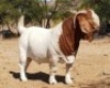 1X BOER GOAT PREGNANT FLOCK DOE Salmon van Huyssteen Boer Goat Stud - 3